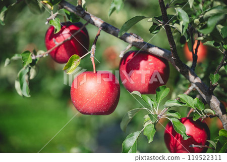 Crimson apple Crimson apple 119522311