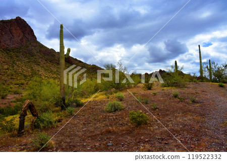 Sonora Desert Arizona Picacho Peak State Park 119522332
