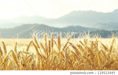 A beautiful field of golden wheat with towering mountains in the background 119522845