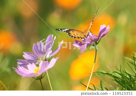 Butterfly Butterfly 119523351