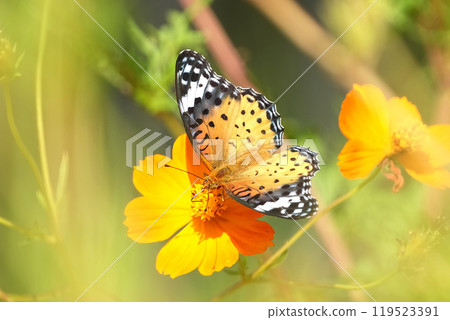 蝴蝶 119523391