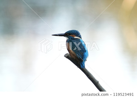 Kingfisher 119523491
