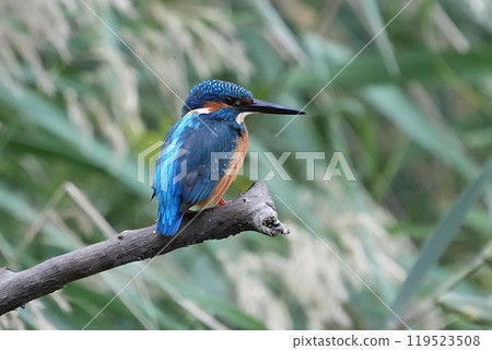 翠鳥 翠鳥 119523508