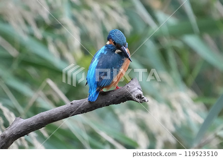 Kingfisher 119523510