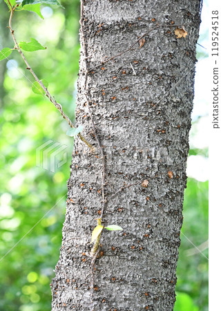 樹林中的山櫻 119524518