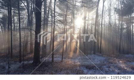Tranquil scene of sun rays piercing through the mist of a frost-covered forest 119524629