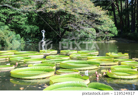 A pond 119524917