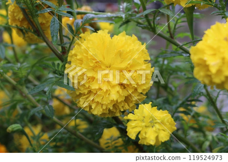 萬壽菊 119524973