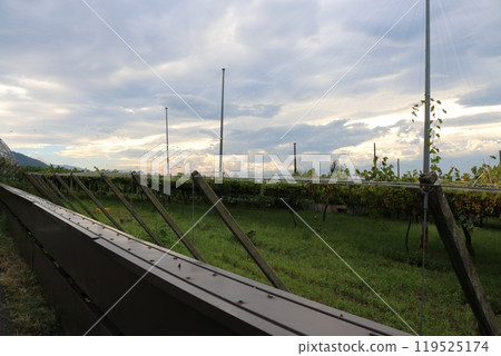 Vineyard Vineyard 119525174