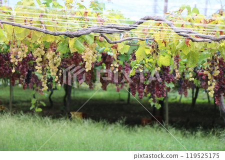Vineyard Vineyard 119525175