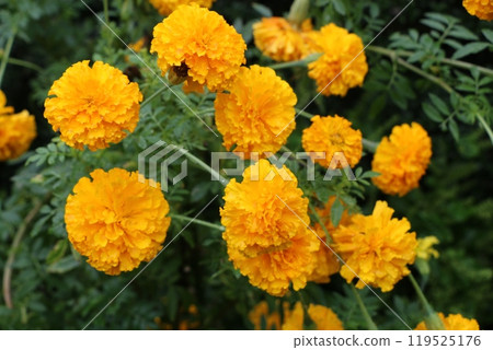 萬壽菊 萬壽菊 119525176