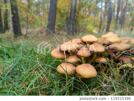 Cluster of Wild Mushrooms on Forest Floor 119525386