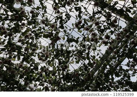 Grape Grape 119525399