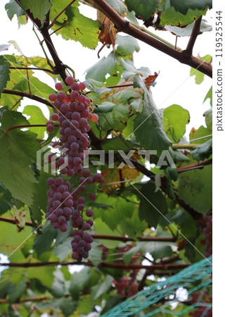 Grape Grape 119525544