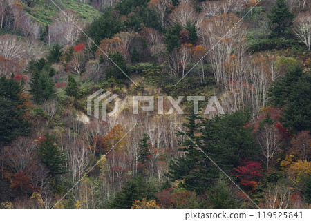 岩手縣八幡平市的秋葉，美麗的白樺樹 119525841