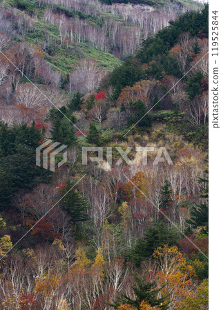 岩手縣八幡平市的秋葉，美麗的白樺樹 119525844