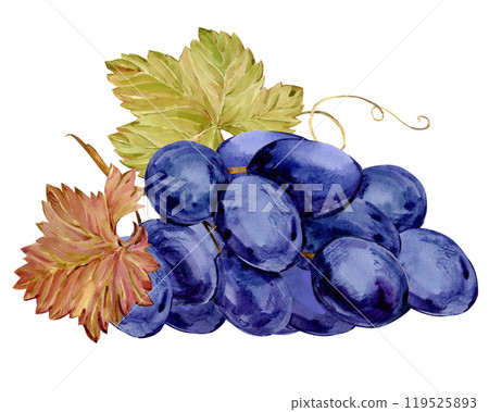 Watercolor blue grapes. Illustration of a bunch of grapes with purple berries and leaves lying on a table. Grape symbol for wine, juice, jam labels. Clipart for a winery, cafe, restaurant. Watercolor blue grapes. Illustration of a bunch of grapes with purple berries and leaves lying on a table. Grape symbol for wine, juice, jam labels. Clipart for a winery, cafe, restaurant. 119525893