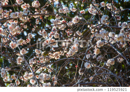 The arrival of spring and plum blossoms in full bloom 119525921