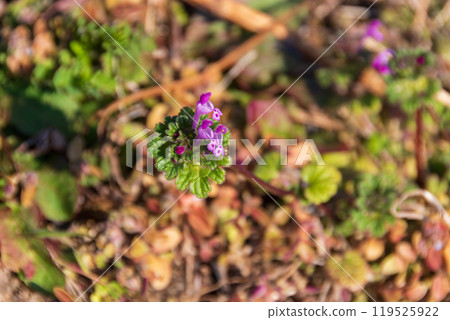 Colours of small wildflowers Colours of small wildflowers 119525922