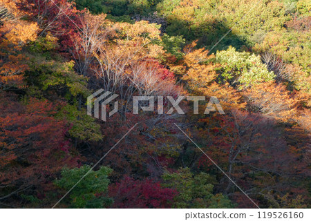 岩手縣八幡平市松川的黃葉光影 樺木的落葉 119526160