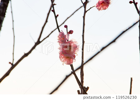 Plum blossoms floating in the dim light Plum blossoms floating in the dim light 119526230