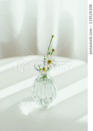Beautiful daisy flowers in glass vases 119526306