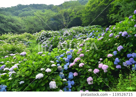 高知縣仁淀川町大渡壩湖畔的公園裡，繡球花競相綻放，等待雨水的到來。 119526715
