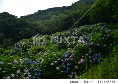 高知縣仁淀川町大渡壩湖畔的公園裡，繡球花競相綻放，等待雨水的到來。 119526716