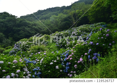 高知縣仁淀川町大渡壩湖畔的公園裡,繡球花競相綻放,等待雨水的到來。 高知縣仁淀川町大渡壩湖畔的公園裡,繡球花競相綻放,等待雨水的到來。 119526717