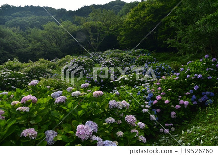 高知縣仁淀川町大渡壩湖畔的公園裡，繡球花競相綻放，等待雨水的到來。 119526760