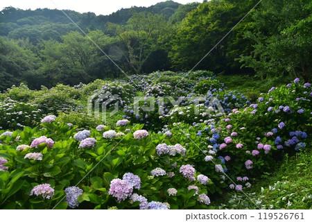 Hydrangeas blooming in a park by the Odo Dam lake in Niyodogawa Town, Kochi Prefecture, waiting for rain 119526761