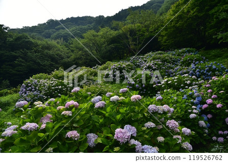 Hydrangeas blooming in a park by the Odo Dam lake in Niyodogawa Town, Kochi Prefecture, waiting for rain Hydrangeas blooming in a park by the Odo Dam lake in Niyodogawa Town, Kochi Prefecture, waiting for rain 119526762