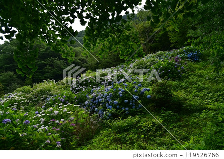 Hydrangeas blooming in a park by the Odo Dam lake in Niyodogawa Town, Kochi Prefecture, waiting for rain Hydrangeas blooming in a park by the Odo Dam lake in Niyodogawa Town, Kochi Prefecture, waiting for rain 119526766