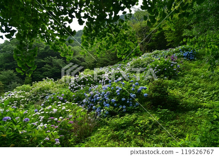 Hydrangeas blooming in a park by the Odo Dam lake in Niyodogawa Town, Kochi Prefecture, waiting for rain Hydrangeas blooming in a park by the Odo Dam lake in Niyodogawa Town, Kochi Prefecture, waiting for rain 119526767