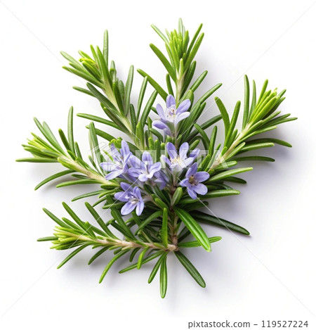 bunch of lavender flowers on white background bunch of lavender flowers on white background 119527224