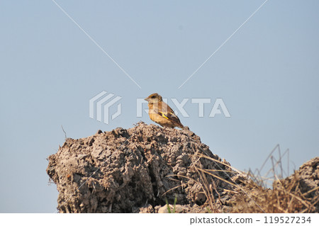 薩蘇馬線 石漾富富相裡公園 河原日 119527234