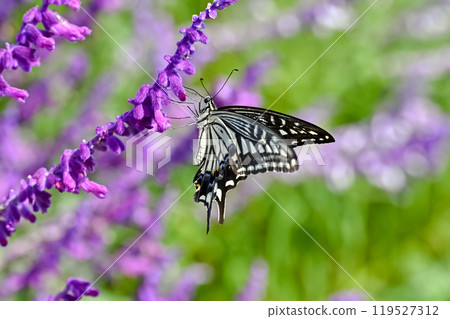Swallowtail butterfly  119527312