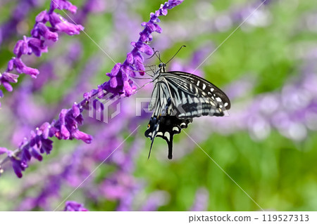 Swallowtail butterfly  119527313