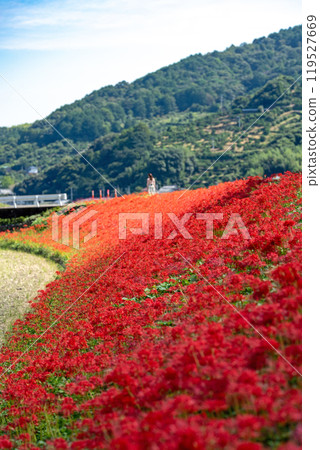 [德島縣勝浦郡勝浦町星谷]簇生的蜘蛛百合[秋天] 119527669