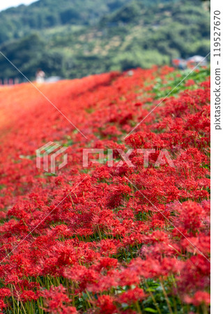 [Hoshitani, Katsuura-cho, Katsuura-gun, Tokushima Prefecture] Clusters of red spider lilies [Autumn] 119527670