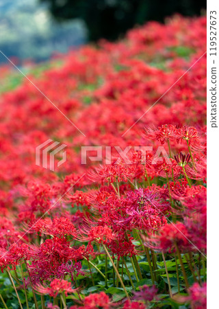 [Hoshitani, Katsuura-cho, Katsuura-gun, Tokushima Prefecture] Clusters of red spider lilies [Autumn] 119527673