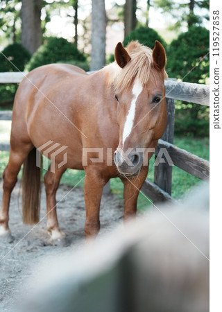 Horses living freely on a ranch 119527858