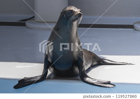 Sea lions basking in the sun Sea lions basking in the sun 119527860