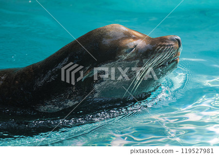 海獅露出它的臉 海獅露出它的臉 119527981