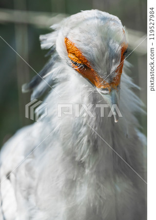 White beautiful bird 119527984