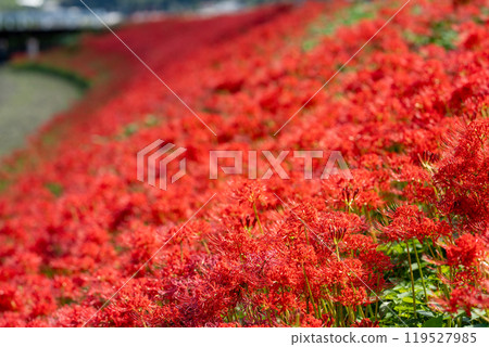 [Autumn] Clusters of red spider lilies [Hoshitani, Katsuura-cho, Katsuura-gun, Tokushima Prefecture] 119527985