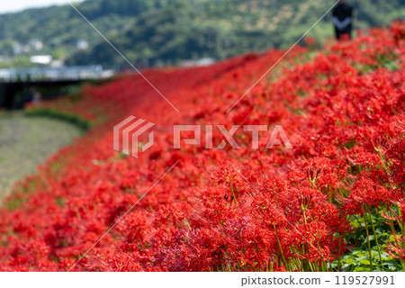 [Autumn] Clusters of red spider lilies [Hoshitani, Katsuura-cho, Katsuura-gun, Tokushima Prefecture] 119527991