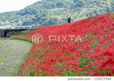 [Autumn] Clusters of red spider lilies [Hoshitani, Katsuura-cho, Katsuura-gun, Tokushima Prefecture] 119527994