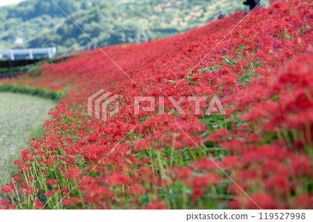 [Autumn] Clusters of red spider lilies [Hoshitani, Katsuura-cho, Katsuura-gun, Tokushima Prefecture] 119527998
