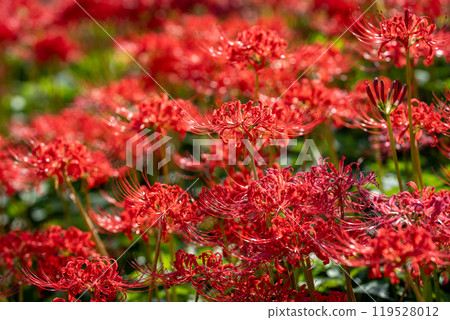 [Autumn] Clusters of red spider lilies [Hoshitani, Katsuura-cho, Katsuura-gun, Tokushima Prefecture] 119528012